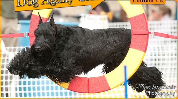 Central Okanagan Dog Agility Club