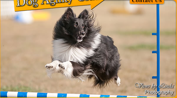 Central Okanagan Dog Agility Club