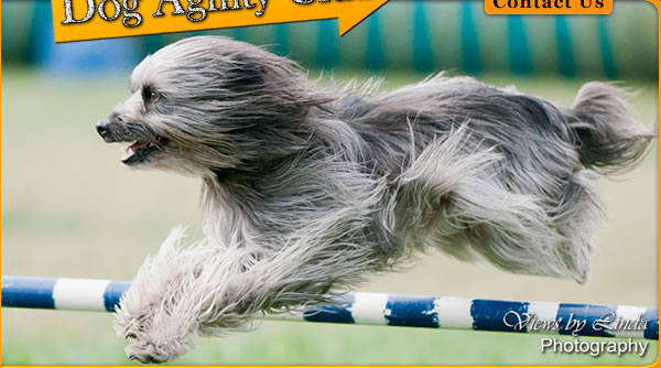 Central Okanagan Dog Agility Club