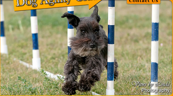 Central Okanagan Dog Agility Club