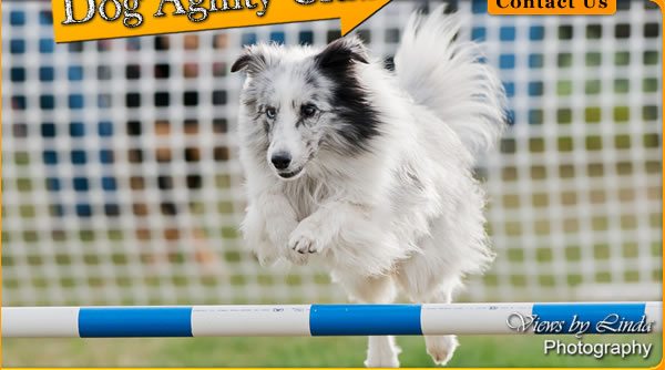 Central Okanagan Dog Agility Club