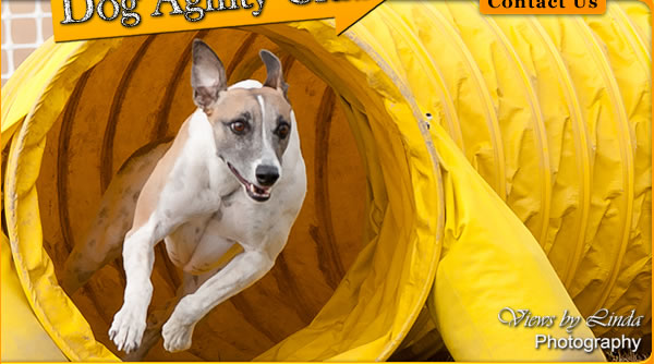 Central Okanagan Dog Agility Club