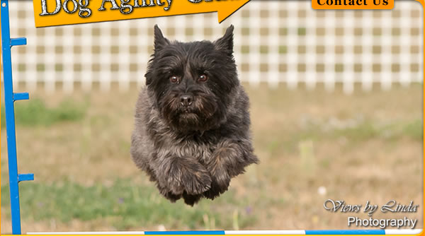 Central Okanagan Dog Agility Club