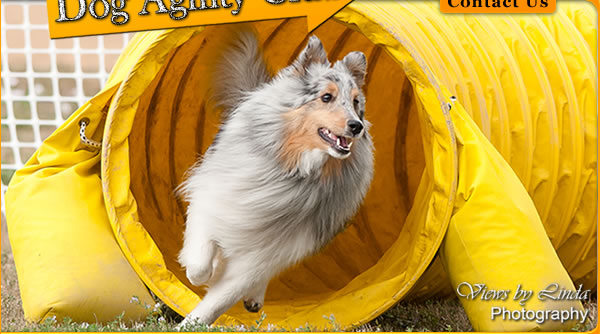 Central Okanagan Dog Agility Club