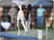 Central Okanagan Dog Agility
