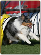 Central Okanagan Dog Agility