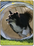 Central Okanagan Dog Agility