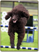 Central Okanagan Dog Agility