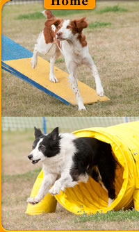 Central Okanagan Dog Agility Club