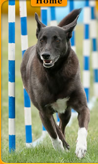 Central Okanagan Dog Agility Club