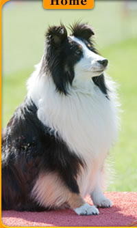 Central Okanagan Dog Agility Club