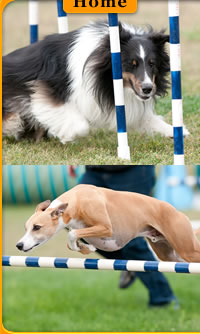 Central Okanagan Dog Agility Club