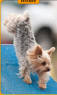 Central Okanagan Dog Agility Club