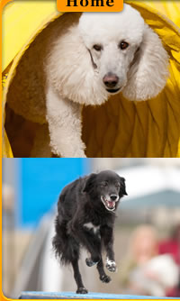 Central Okanagan Dog Agility Club