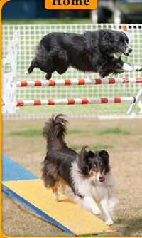 Central Okanagan Dog Agility Club