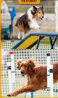 Central Okanagan Dog Agility Club