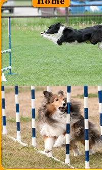 Central Okanagan Dog Agility Club