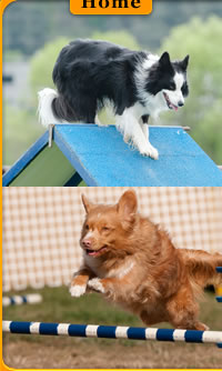 Central Okanagan Dog Agility Club