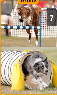 Central Okanagan Dog Agility Club