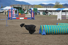 Onyx the Giant Schnauzer