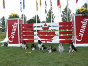 CODAC Nationals Shelties team.